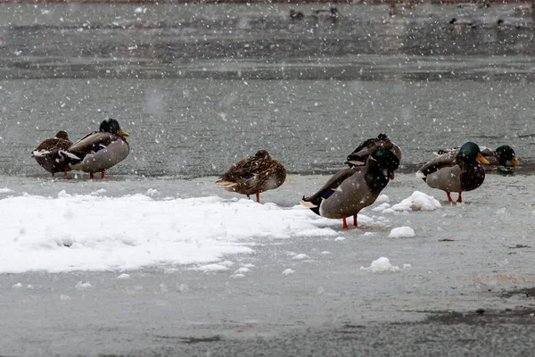 Madrid Spanien Januar 2021 Enten Schwäne Und Vögel Schneebedeckten Madrider — Stockfoto