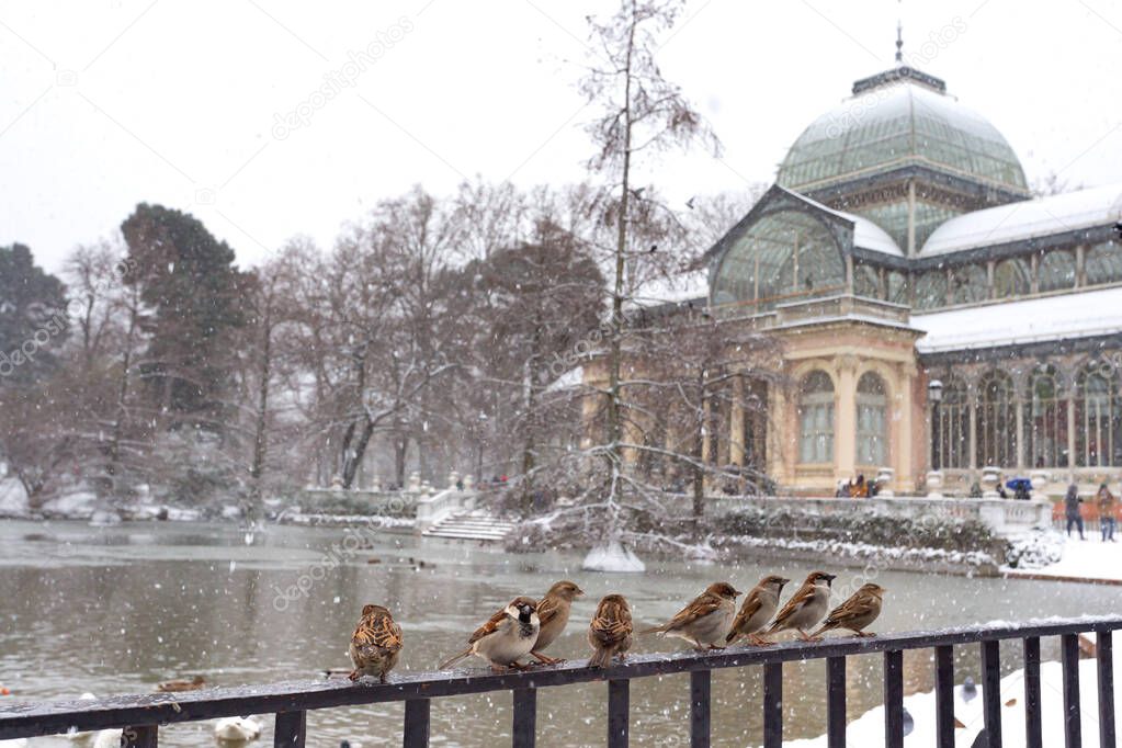 Madrid, Spain- January 9, 2021: Ducks, swans and birds in Madrid's Retiro Park covered in snow, Storm Filomena. Great snowfall in Madrid