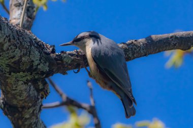 Sita Canadensis, Madrid 'de Monte Abantos' ta bir ağacın dalına tünemişti. Vahşi kuş. Monte Abantos 'tan küçük bir kuş. Vahşi Hayvan.