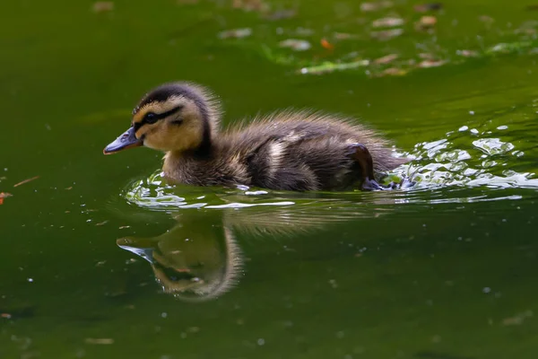 Junge Ente Schwimmt Wasser Eines Teiches Kleines Entlein Kleiner Vogel — Stockfoto
