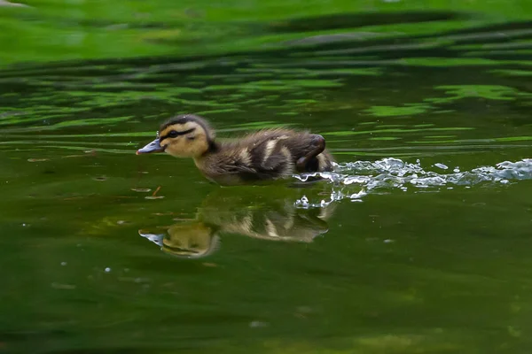 Junge Ente Schwimmt Wasser Eines Teiches Kleines Entlein Kleiner Vogel — Stockfoto