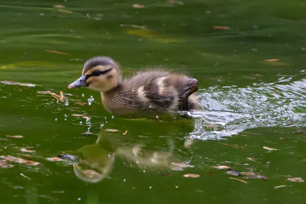 Pato Joven Nadando Agua Estanque Pequeño Patito Pajarito — Foto de Stock