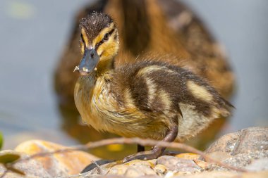 Genç ördek gölette yüzüyor. Küçük ördek yavrusu. Küçük kuş..