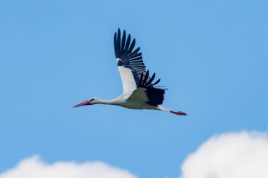 Leylek, kuş, kuş, hayvan, hayvan, gaga, doğa, gökyüzü, yuva, vahşi yaşam, uçan, beyaz leylek, sinek, tüy, vahşi, uçuş, mavi, kanat, bebek, kuş, kanat, kırmızı, fauna, yaz, kuş, leylek, kuş, kuş, kuş, büyük kuş, uçan kuş, açık kanatlı kuş, yetişkin kuş, mavi gökyüzü