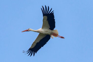 Leylek, kuş, kuş, hayvan, hayvan, gaga, doğa, gökyüzü, yuva, vahşi yaşam, uçan, beyaz leylek, sinek, tüy, vahşi, uçuş, mavi, kanat, bebek, kuş, kanat, kırmızı, fauna, yaz, kuş, leylek, kuş, kuş, kuş, büyük kuş, uçan kuş, açık kanatlı kuş, yetişkin kuş, mavi gökyüzü