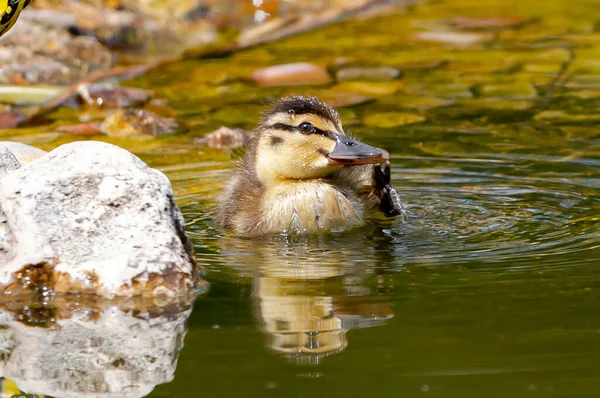 Junge Ente Schwimmt Wasser Eines Teiches Kleines Entlein Kleiner Vogel — Stockfoto