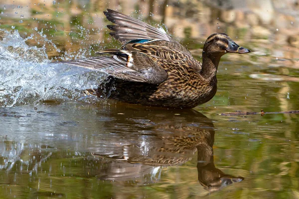 Canard Plumage Brun Avec Les Ailes Ouvertes Dans Lac Oiseaux — Photo