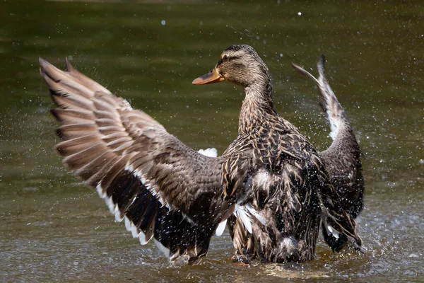 Canard Plumage Brun Avec Les Ailes Ouvertes Dans Lac Oiseaux — Photo