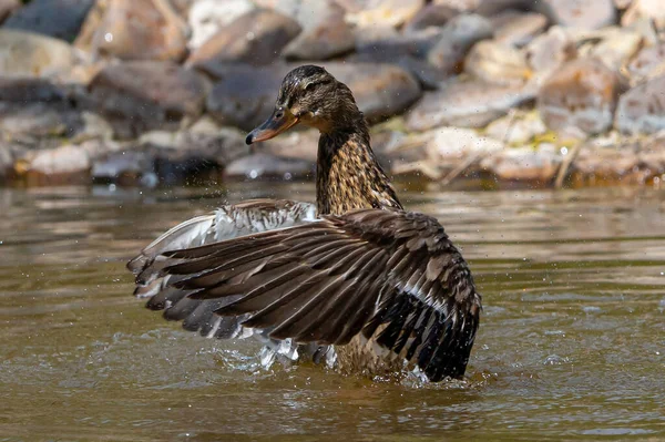 Canard Plumage Brun Avec Les Ailes Ouvertes Dans Lac Oiseaux — Photo