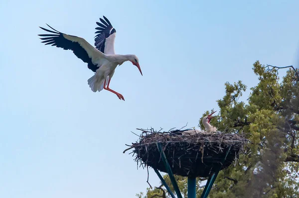 Cigogne Ailée Noire Blanche Débarquant Dans Nid Oiseaux Sauvages Oiseau — Photo