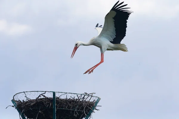 Black and white winged stork landing in the nest. Wild birds. Bird in flight. Nest of storks.