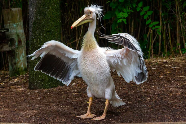 Pelikan Mit Ausgestreckten Flügeln Fischer Vogel Großer Vogel Wildvogel — Stockfoto