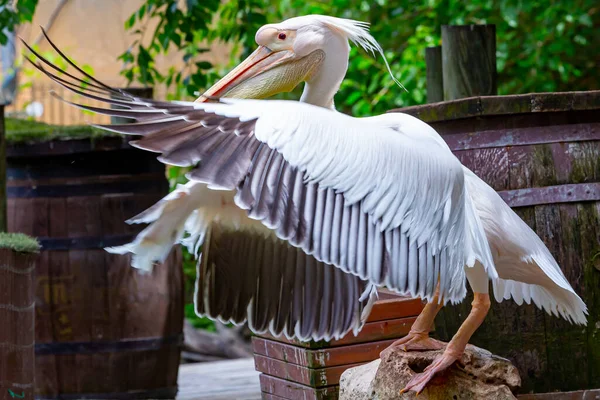 Pelikan Mit Ausgestreckten Flügeln Fischer Vogel Großer Vogel Wildvogel — Stockfoto