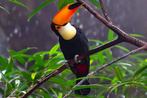 오렌지 부리의 큰부리새는 나뭇가지에 깃털새 — 스톡 사진