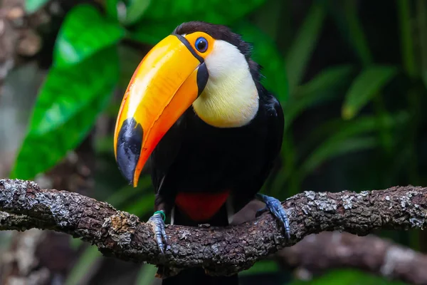 Orange-billed toucan perched on a tree branch. Tropical bird. Black feather bird. Oversized bird