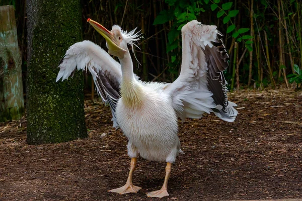 Pelikan Mit Ausgestreckten Flügeln Fischer Vogel Großer Vogel Wildvogel — Stockfoto