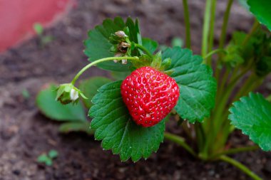 Yabani çilek. Taze meyve. Kırmızı turunçgil