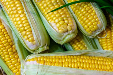 Taze mısır koçanları. Doğal yiyecekler. Sarı mısır taneleri. Taze sebze.