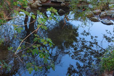Tarla ağaçlarının sularındaki yansıma. Vahşi bitki örtüsü. Kırsal alan. Nehirler ve göller