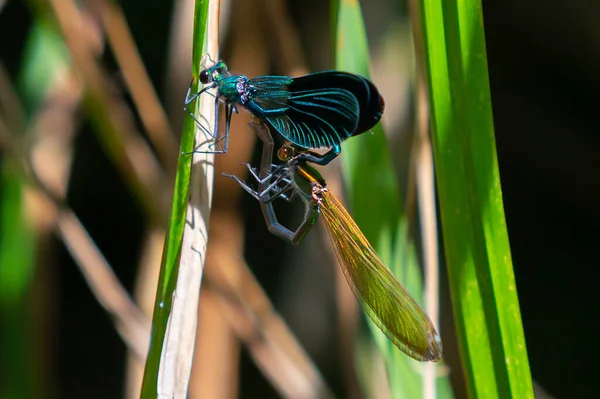 两只蜻蜓之间的交配仪式蓝翼蜻蜓 魔鬼的马栖息在河边的树枝上 彩色昆虫 野生动植物 — 图库照片