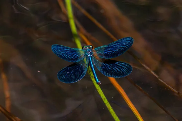 Blue Winged Dragonfly Devil Horse Perched Branch River Colored Insects — Stock Photo, Image