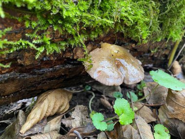 Ormanda büyüyen bir mantarın yakın plan çekimi.