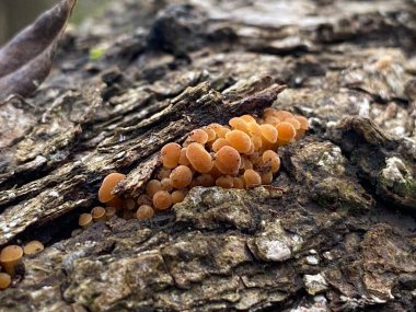 Ağaç gövdesindeki mantarın yakın plan fotoğrafı.