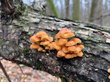 Ağaç gövdesinde mantarlar