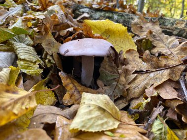 Ormandaki sonbahar ormanı