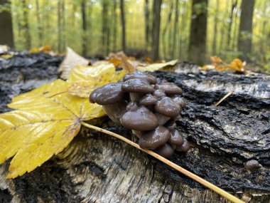 Ormandaki bir mantarın yakın çekimi.