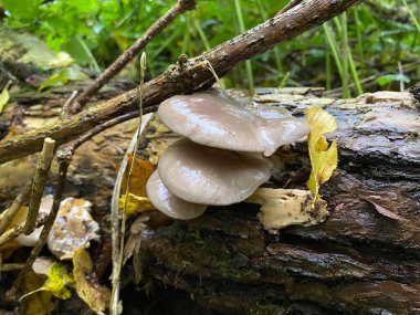 Ormanda beyaz bir mantara yaklaş.