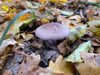 Ormanda sonbahar yaprakları