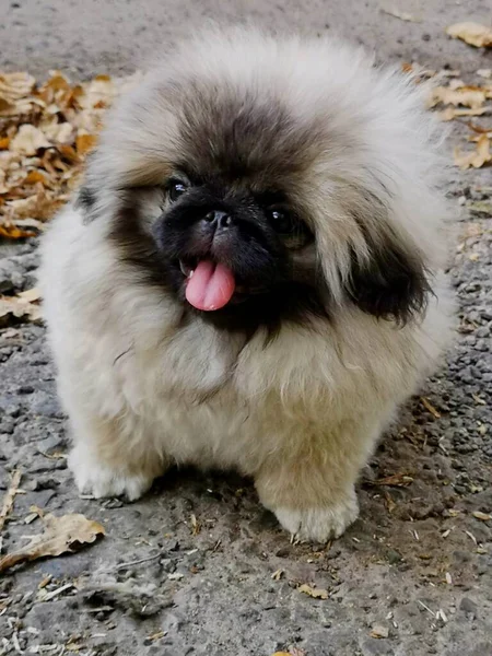 Pekingese Κουτάβι Κάθεται Στο Έδαφος — Φωτογραφία Αρχείου