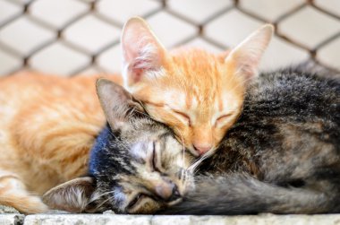 Uyuyan iki yavru kedi