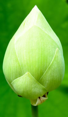 Yeşil Lotus Bud