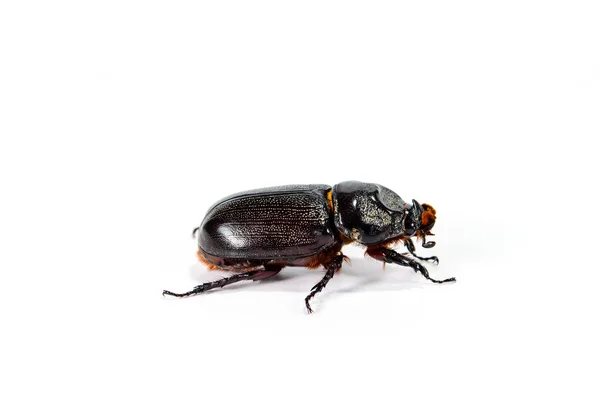 Escarabajo Cuerno Negro — Foto de Stock