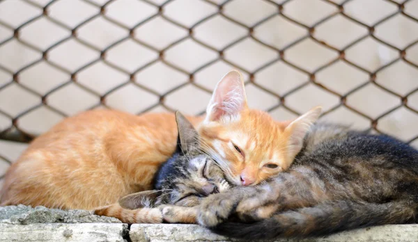 Sleeping Two Kittens — Stock Photo, Image