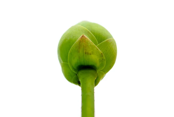 Yeşil Lotus Bud — Stok fotoğraf