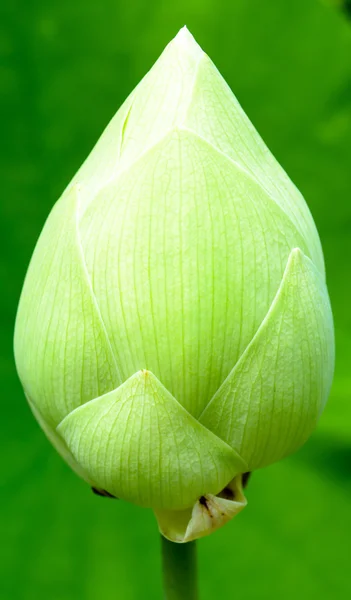 Bud de loto verde — Foto de Stock