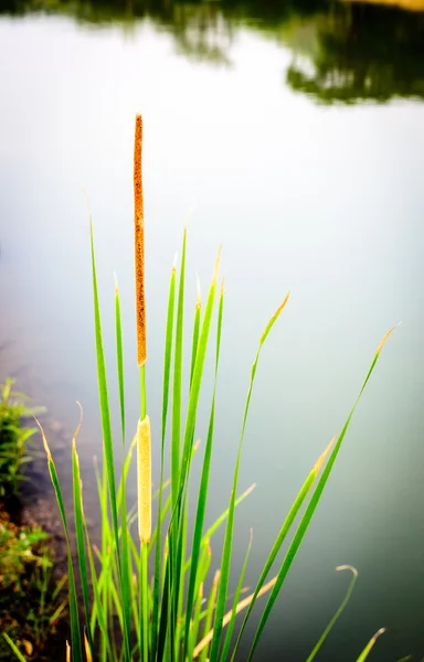 Typha anguvstifolia Por río — Foto de Stock
