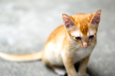 üzgün belgili tanımlık yavru kedi