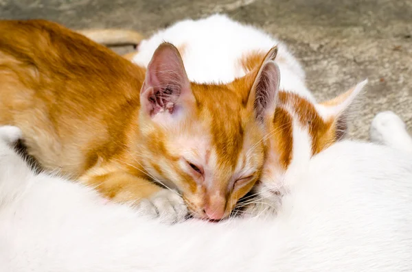 Mãe alimentando gatinhos — Fotografia de Stock