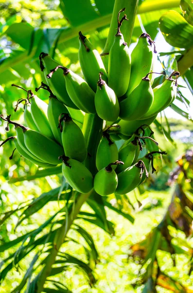 緑のバナナ — ストック写真