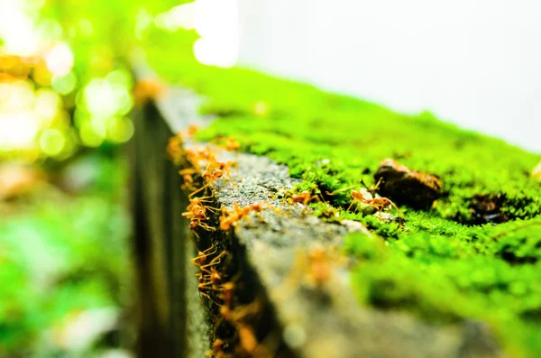 La hormiga caminante —  Fotos de Stock