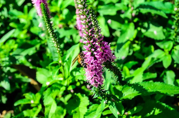 Werken Bee in de tuin — Stockfoto