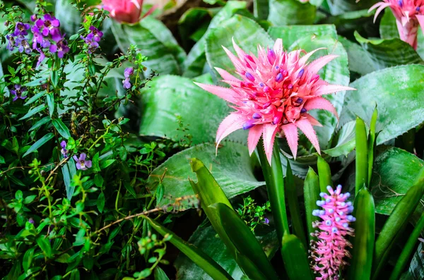 핑크 파인애플 꽃 정원에서 — 스톡 사진