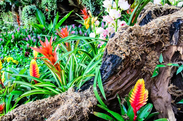 Jardim de flores tropical — Fotografia de Stock