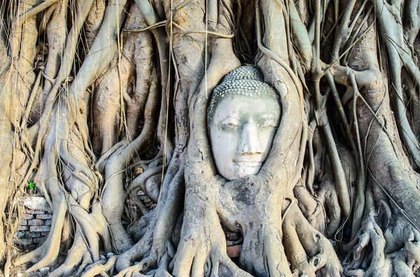 The Face in the Root — Stock Photo, Image