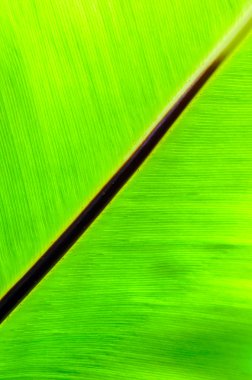 Geniş yapraklı Fern.