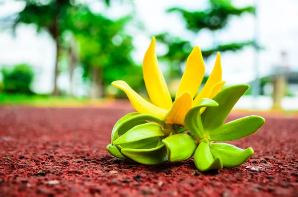 Ylang ylang blomma. — Stockfoto